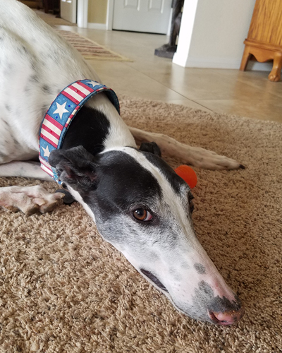 California Pet Blood Bank Modernization Act