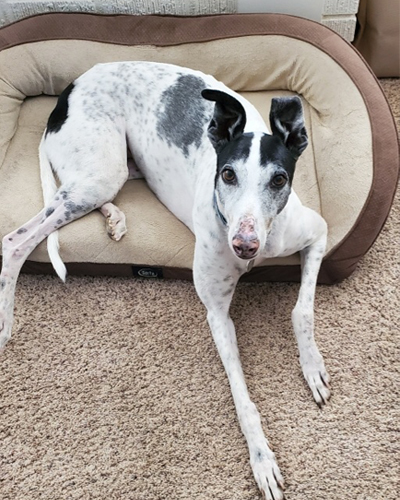 California Pet Blood Bank Modernization Act
